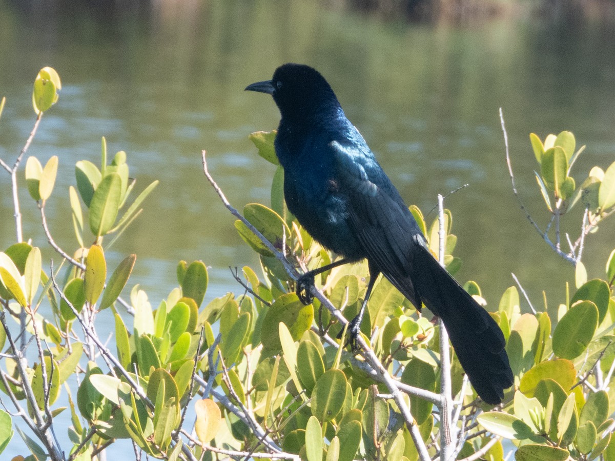 Boat-tailed Grackle - Ann Larson