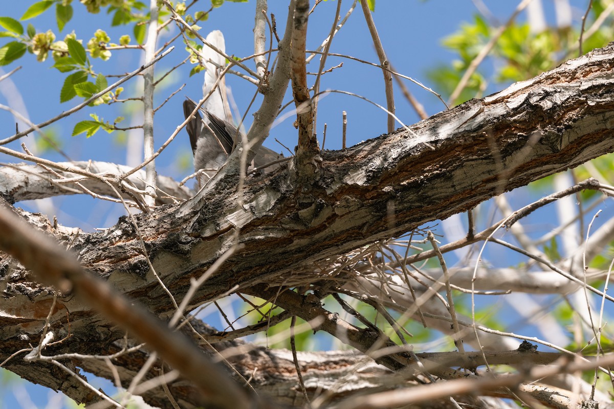 Eurasian Collared-Dove - Forrest English