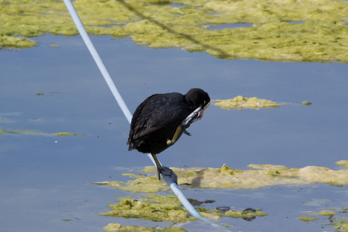 Eurasian Coot - ML618076845