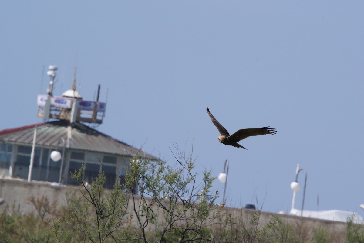 Western Marsh Harrier - ML618076853