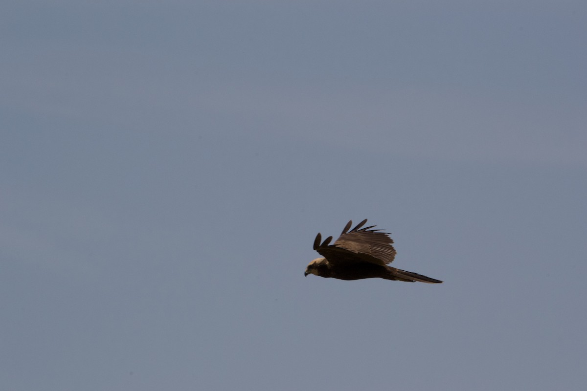 Western Marsh Harrier - ML618076858