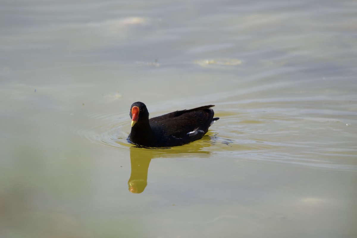 Eurasian Moorhen - ML618076864