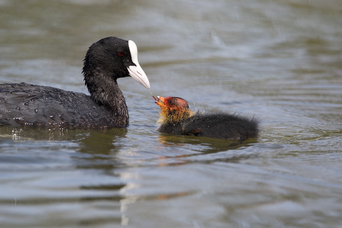 Eurasian Coot - ML618076868