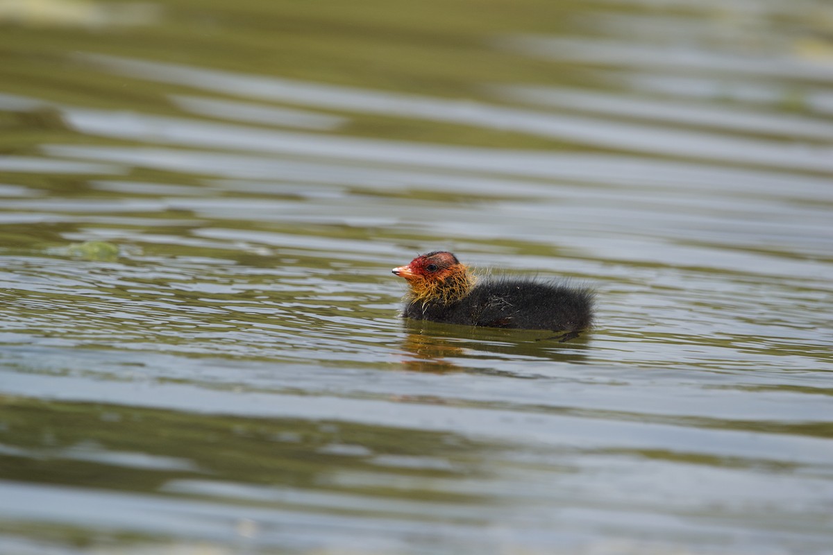 Eurasian Coot - ML618076870