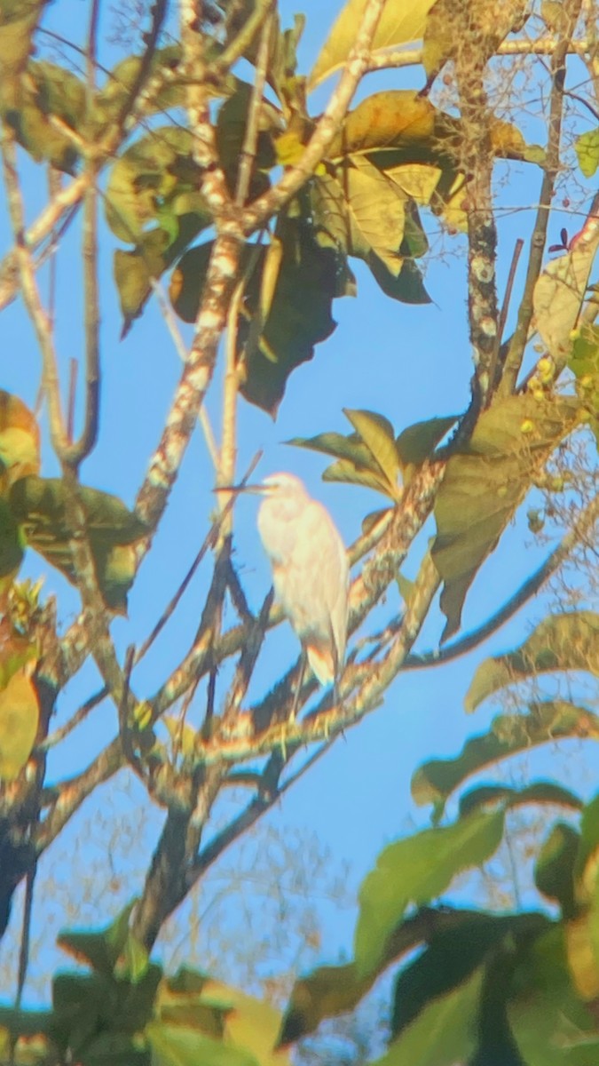 Little Egret - ML618076873