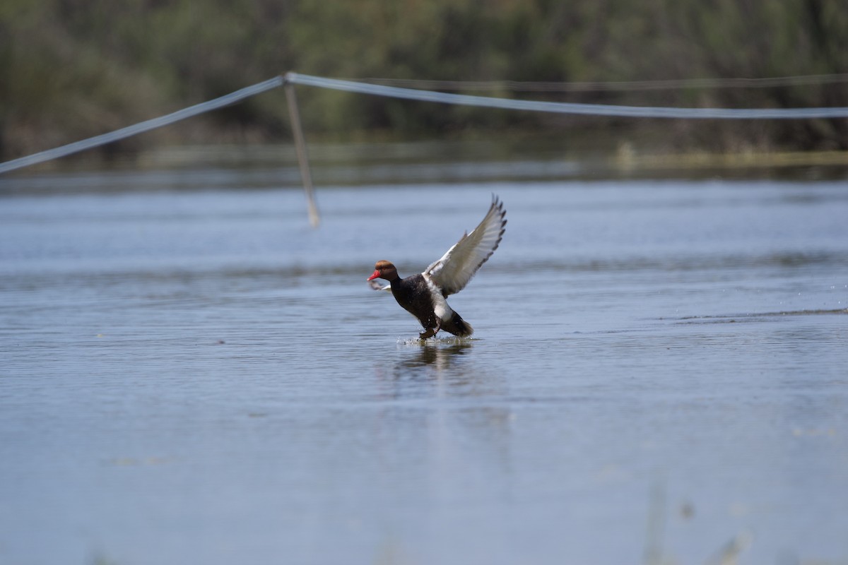 Red-crested Pochard - ML618076877