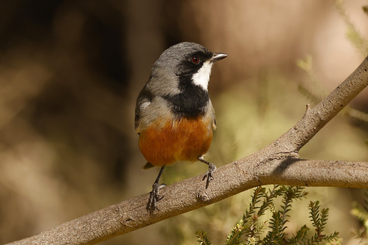 Rufous Whistler - ML618076879