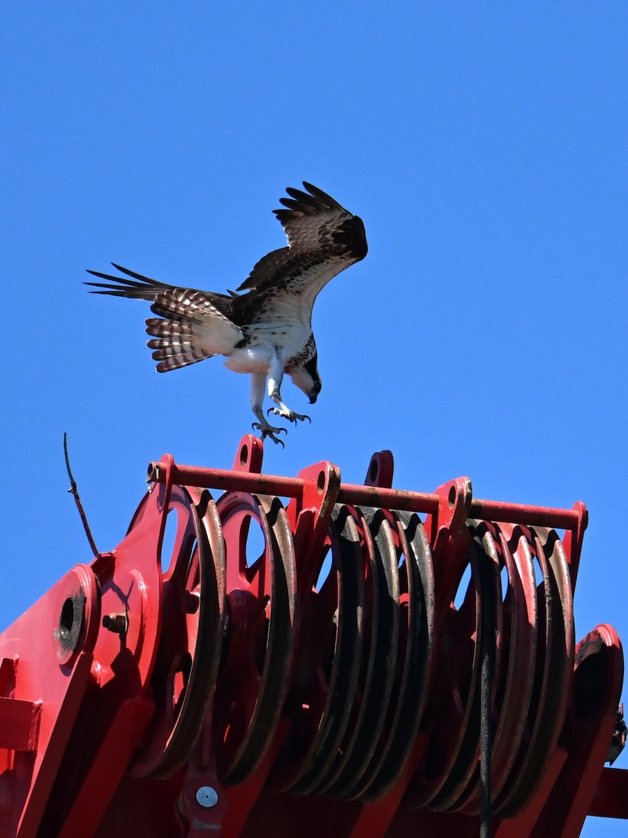 Osprey - ML618076881