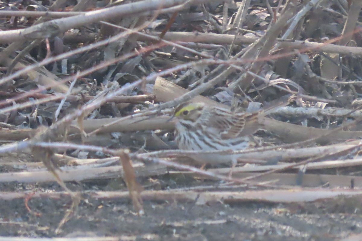 Savannah Sparrow - Mike Lesnik