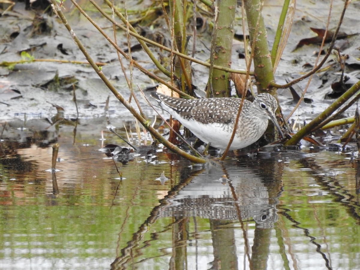 Solitary Sandpiper - ML618076888