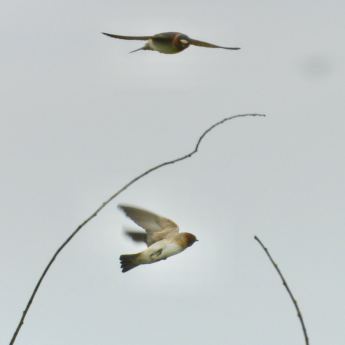 Cliff Swallow - Lalla Pudewell