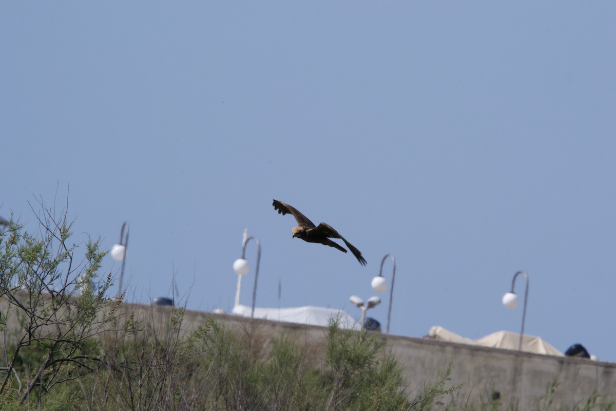 Western Marsh Harrier - Edoardo Maiorini