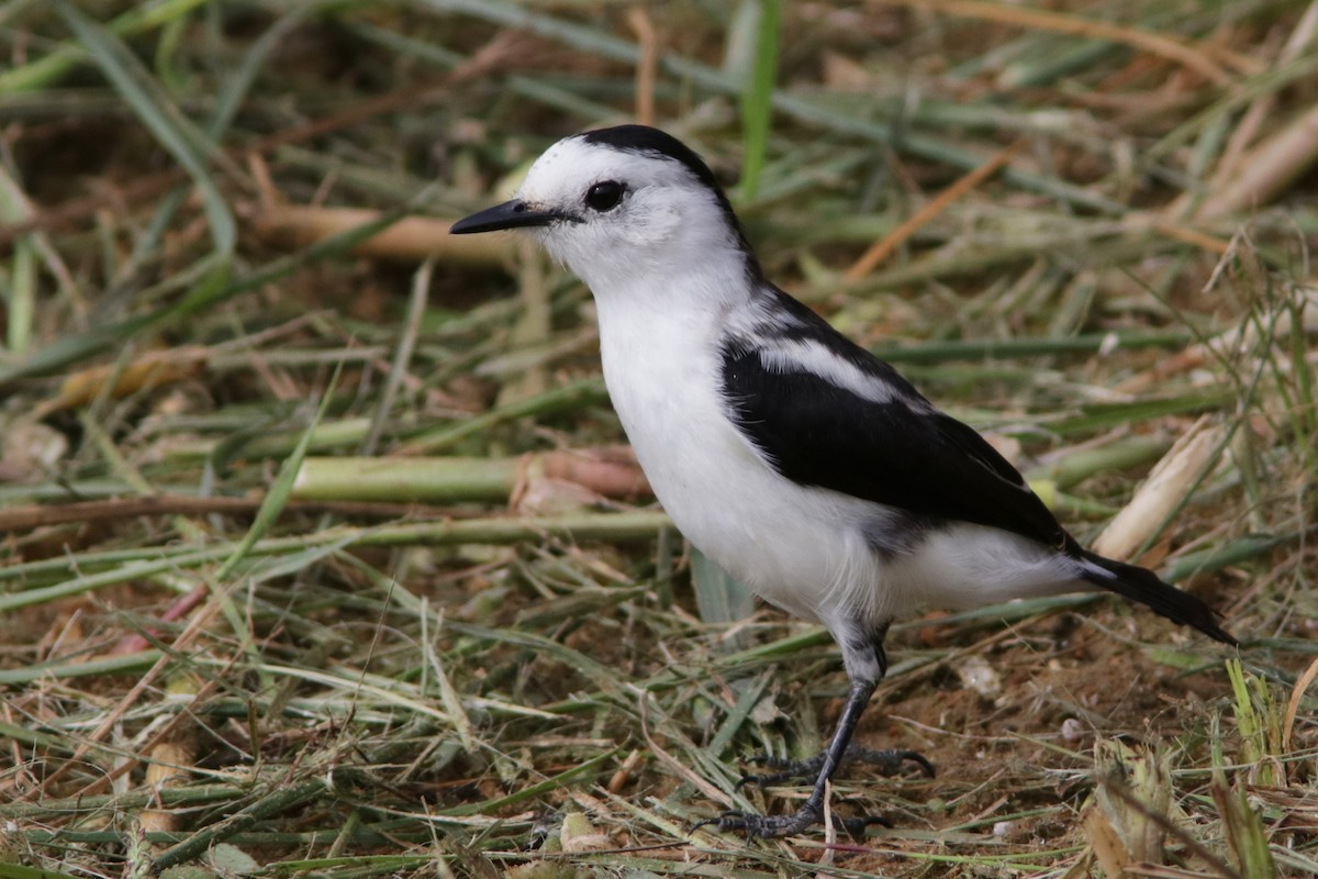 Pied Water-Tyrant - Richard Dunn