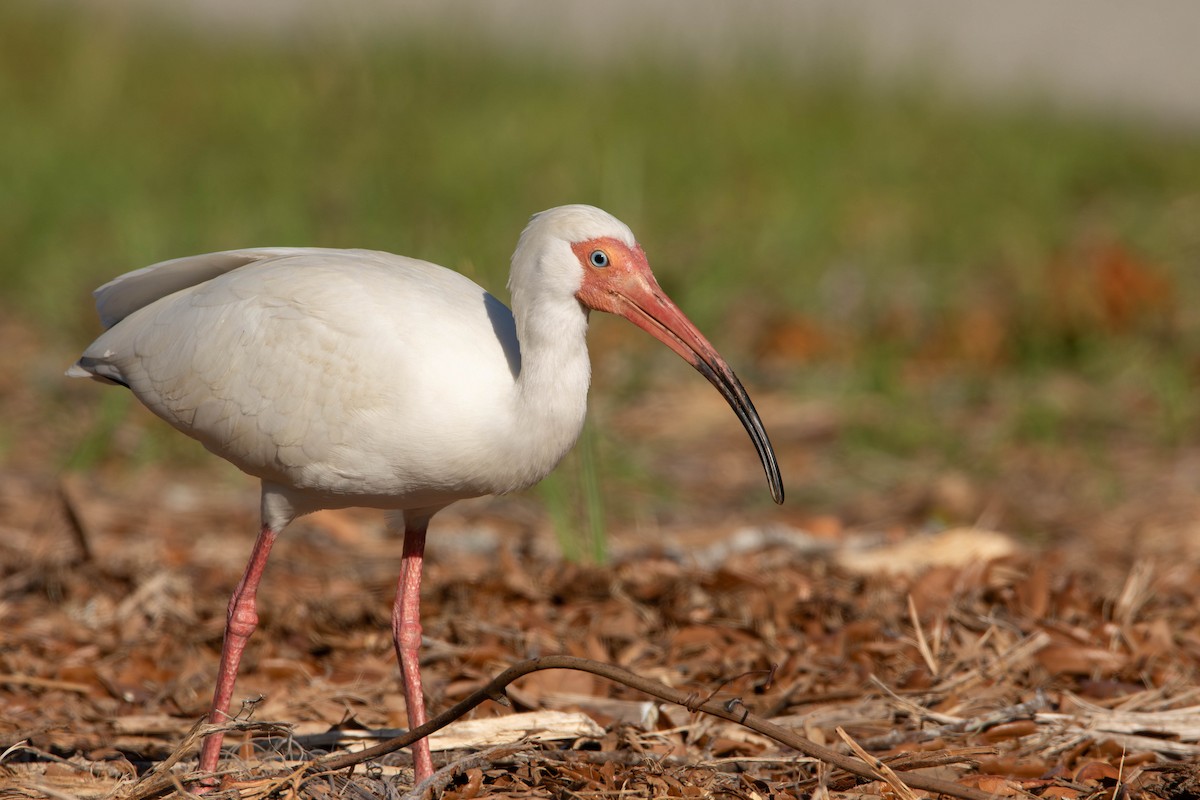 White Ibis - ML618076903