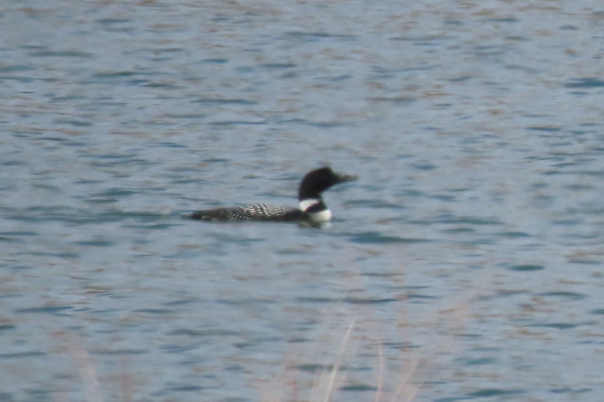 Common Loon - ML618076906