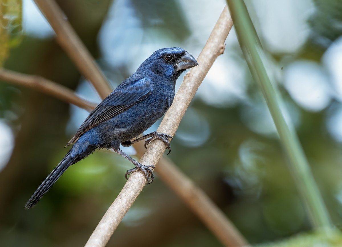 Ultramarine Grosbeak - David Carmo