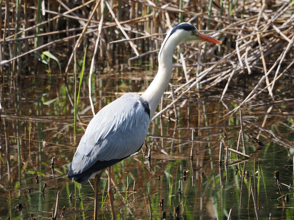 Gray Heron - Anonymous