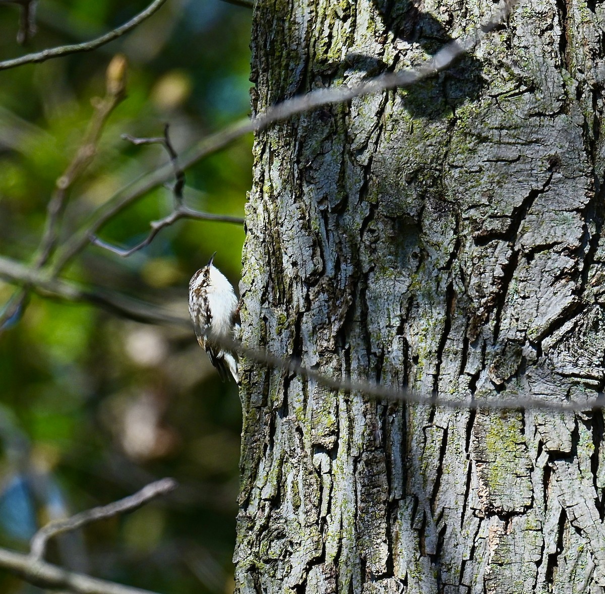 Brown Creeper - Nui Moreland