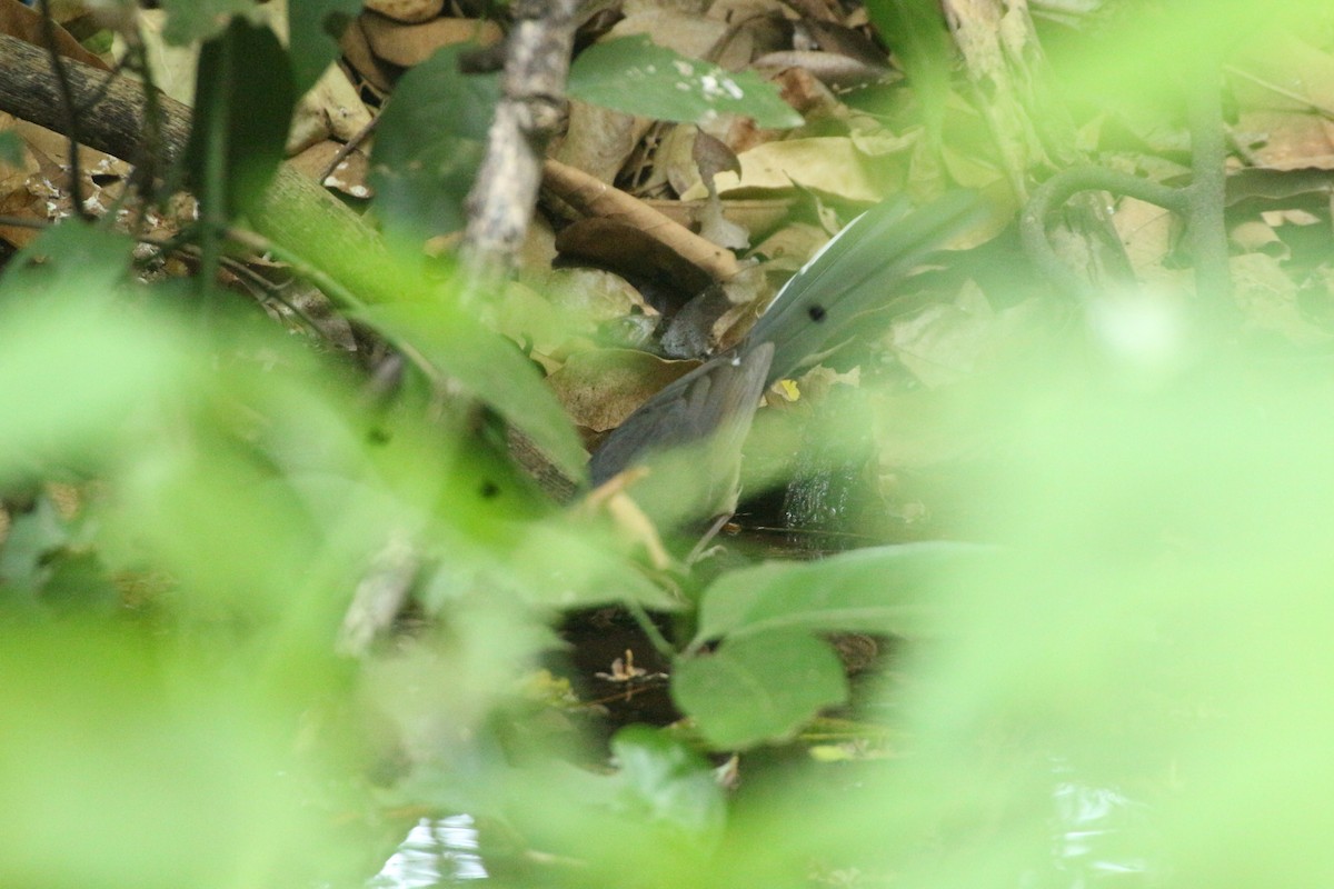 White-rumped Shama - ML618076951