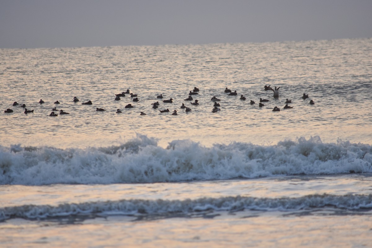 Surf/Black Scoter - ML618076955