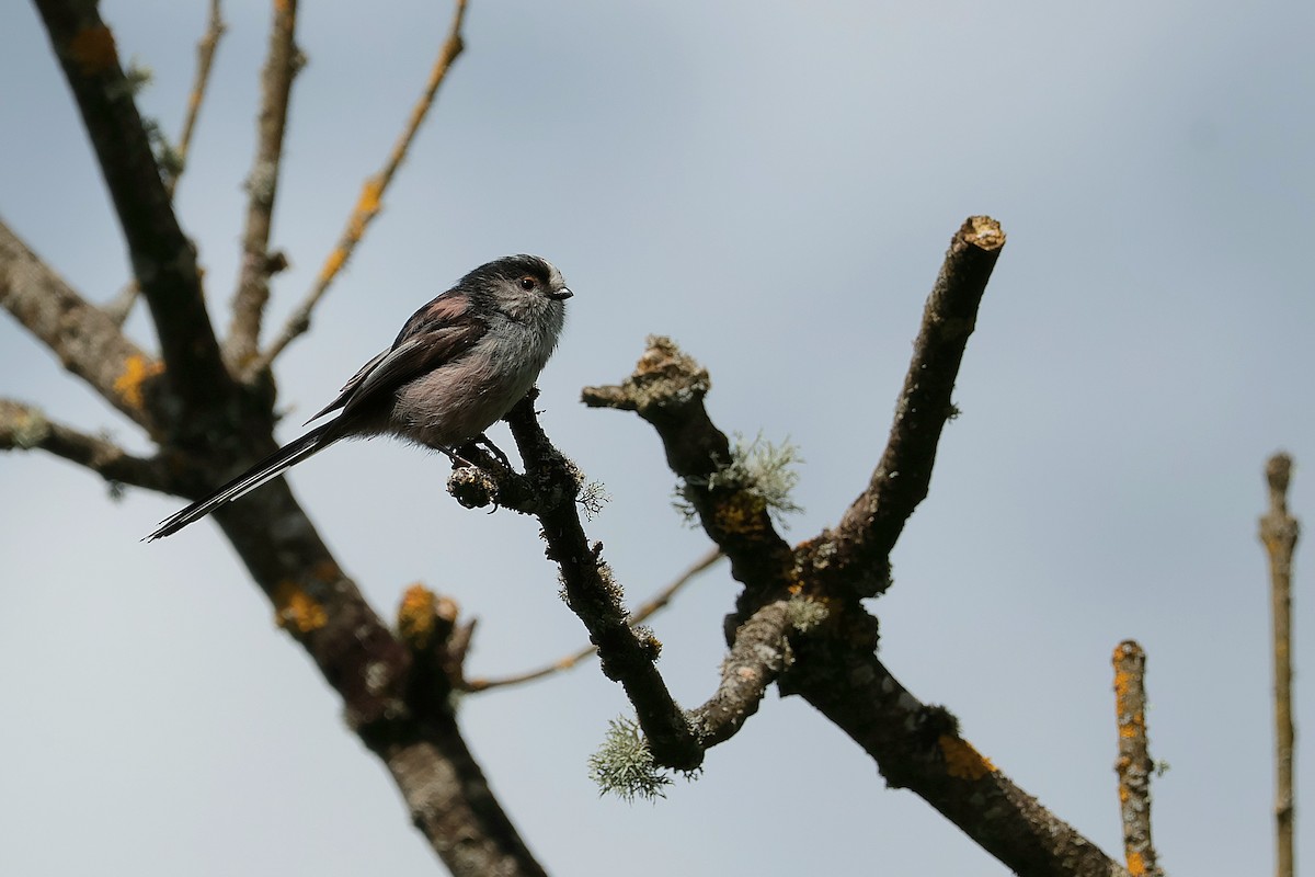 Long-tailed Tit - ML618076964