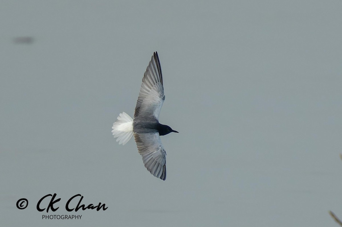 White-winged Tern - Chee Keong Chan