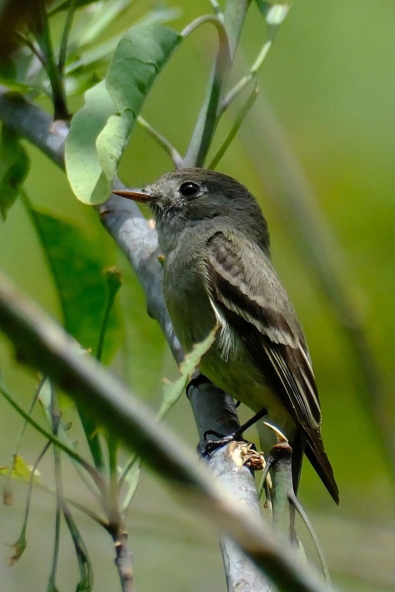 Hammond's Flycatcher - ML618077015