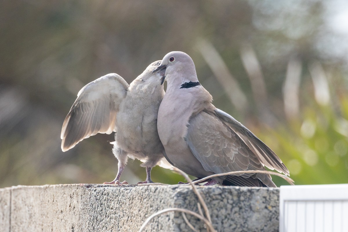 Eurasian Collared-Dove - ML618077019