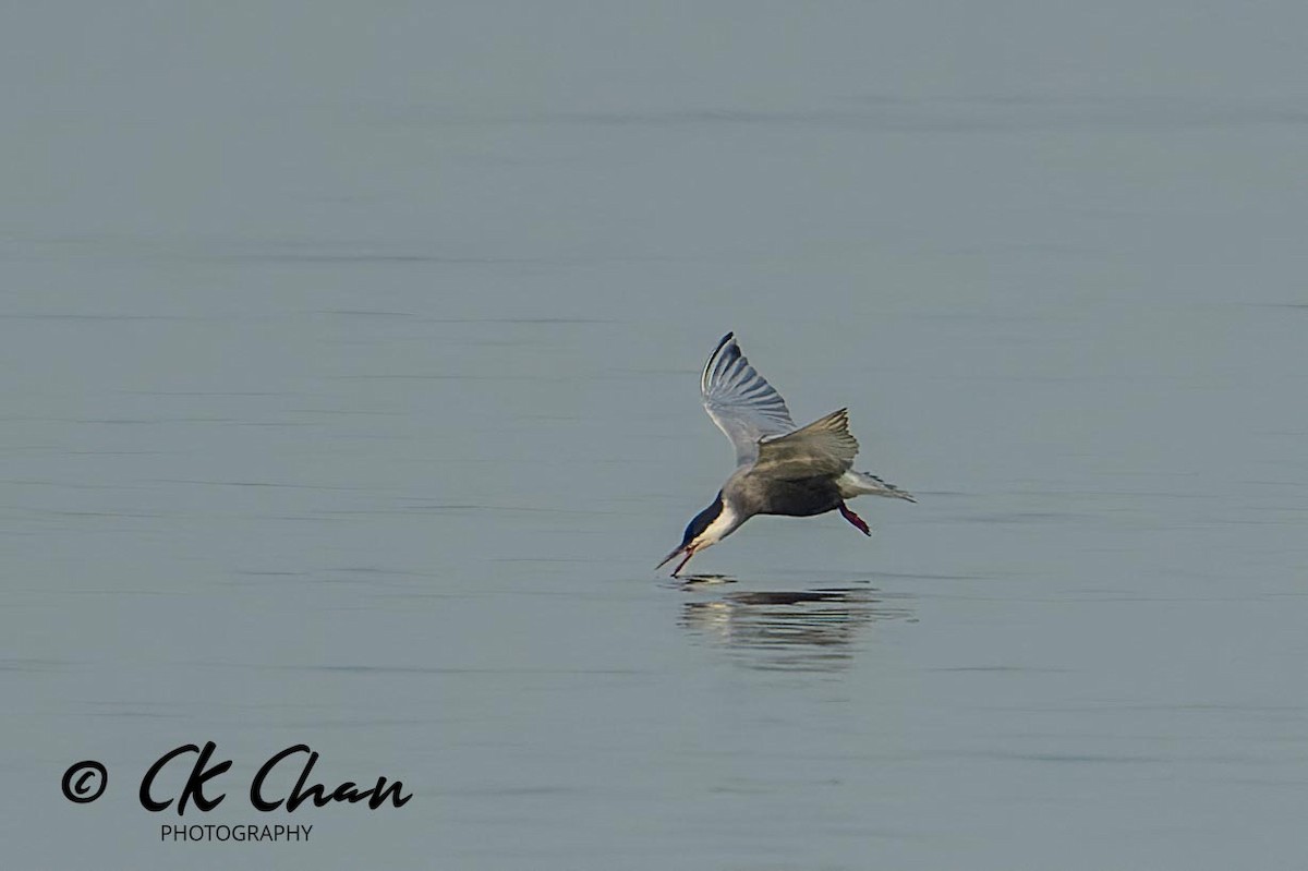 Whiskered Tern - Chee Keong Chan