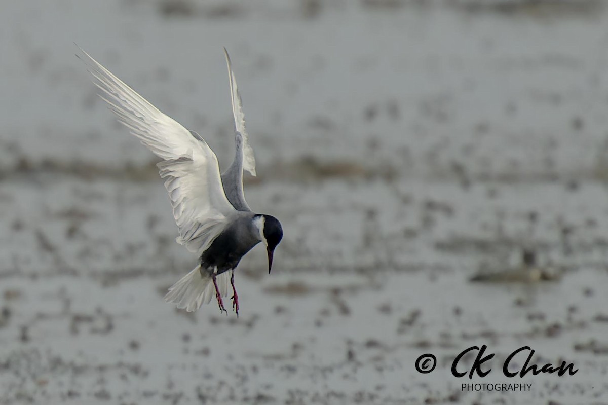 Whiskered Tern - ML618077034