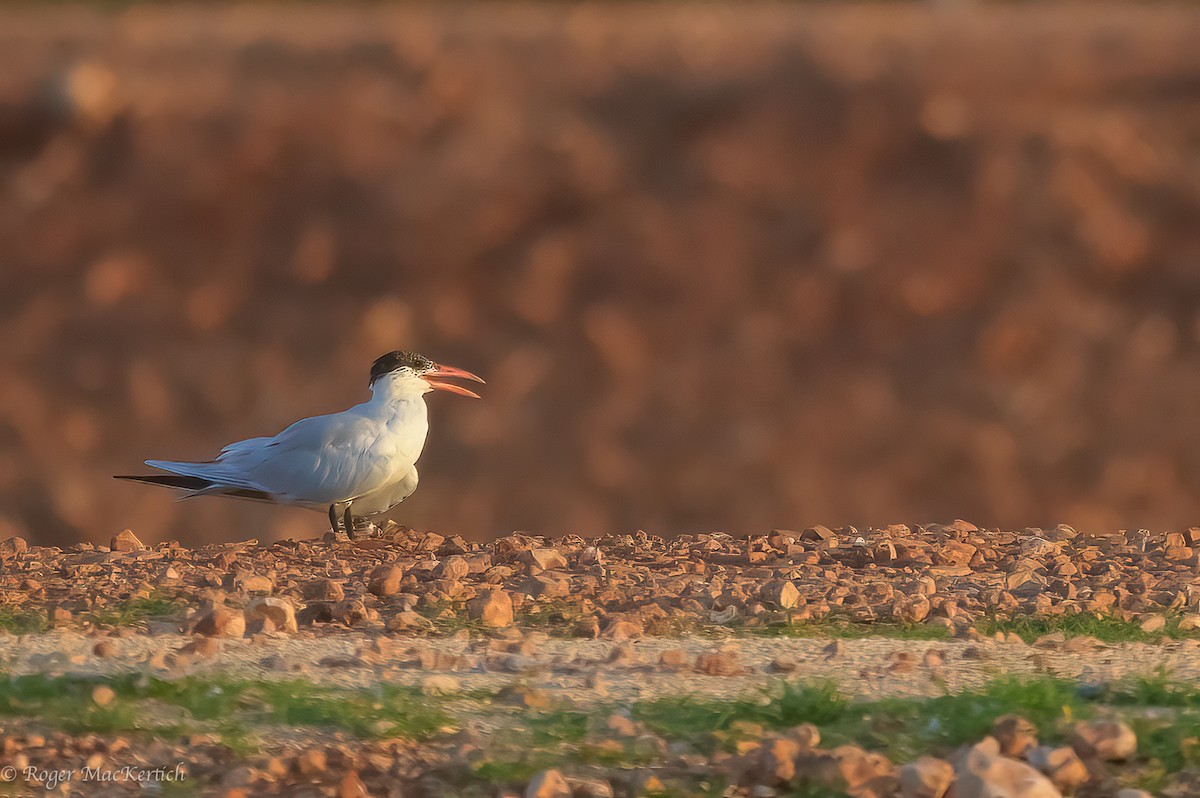 Caspian Tern - ML618077037