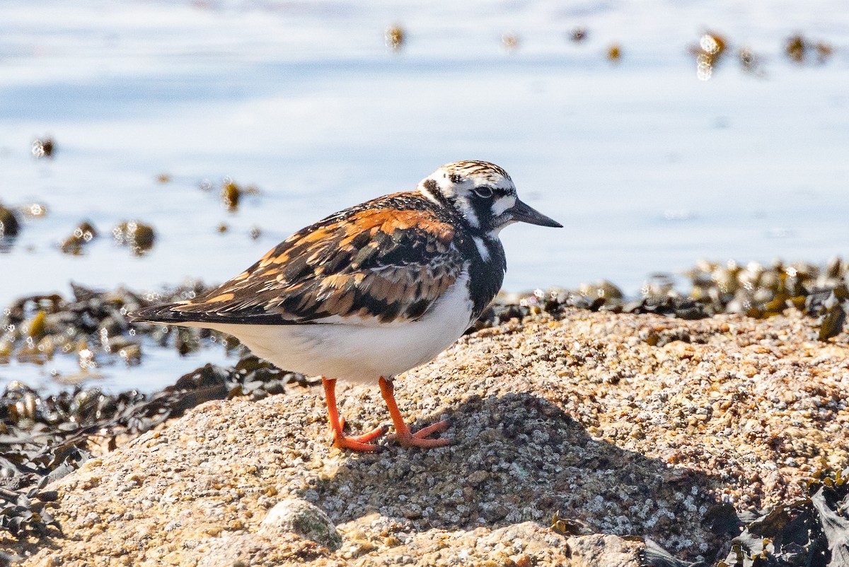 Ruddy Turnstone - ML618077039