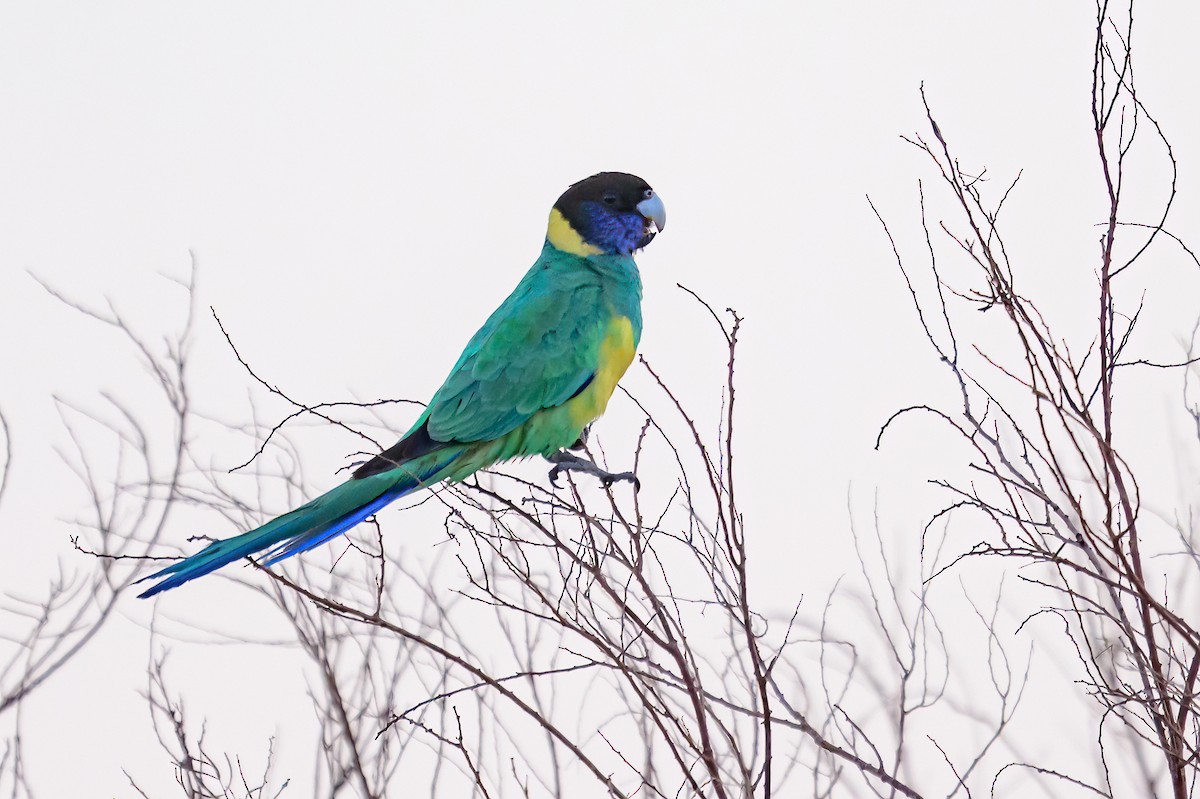 Australian Ringneck - Roger MacKertich