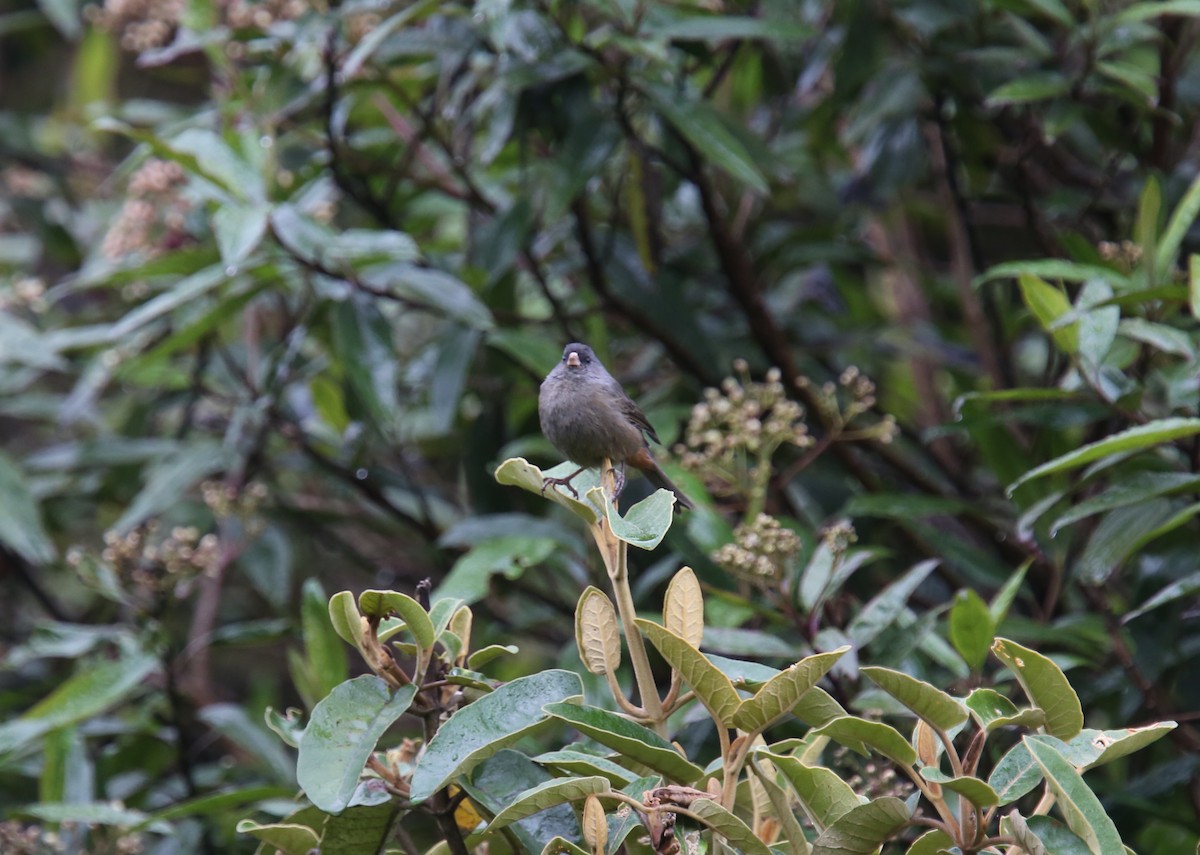 Paramo Seedeater - ML618077051