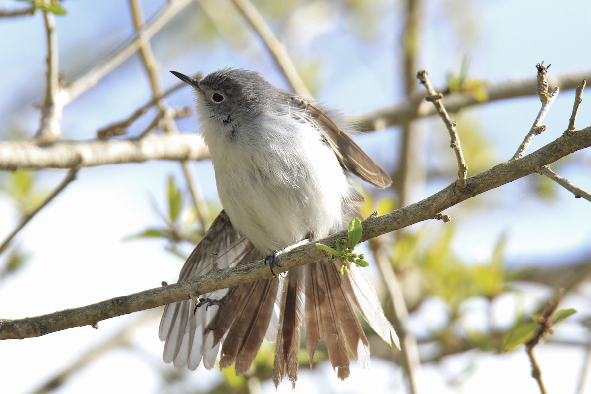 Blue-gray Gnatcatcher - ML618077053