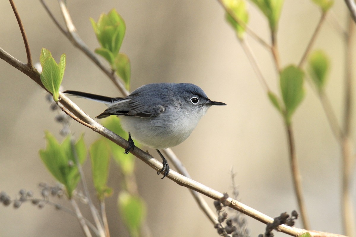 Blue-gray Gnatcatcher - Evan Knudsen