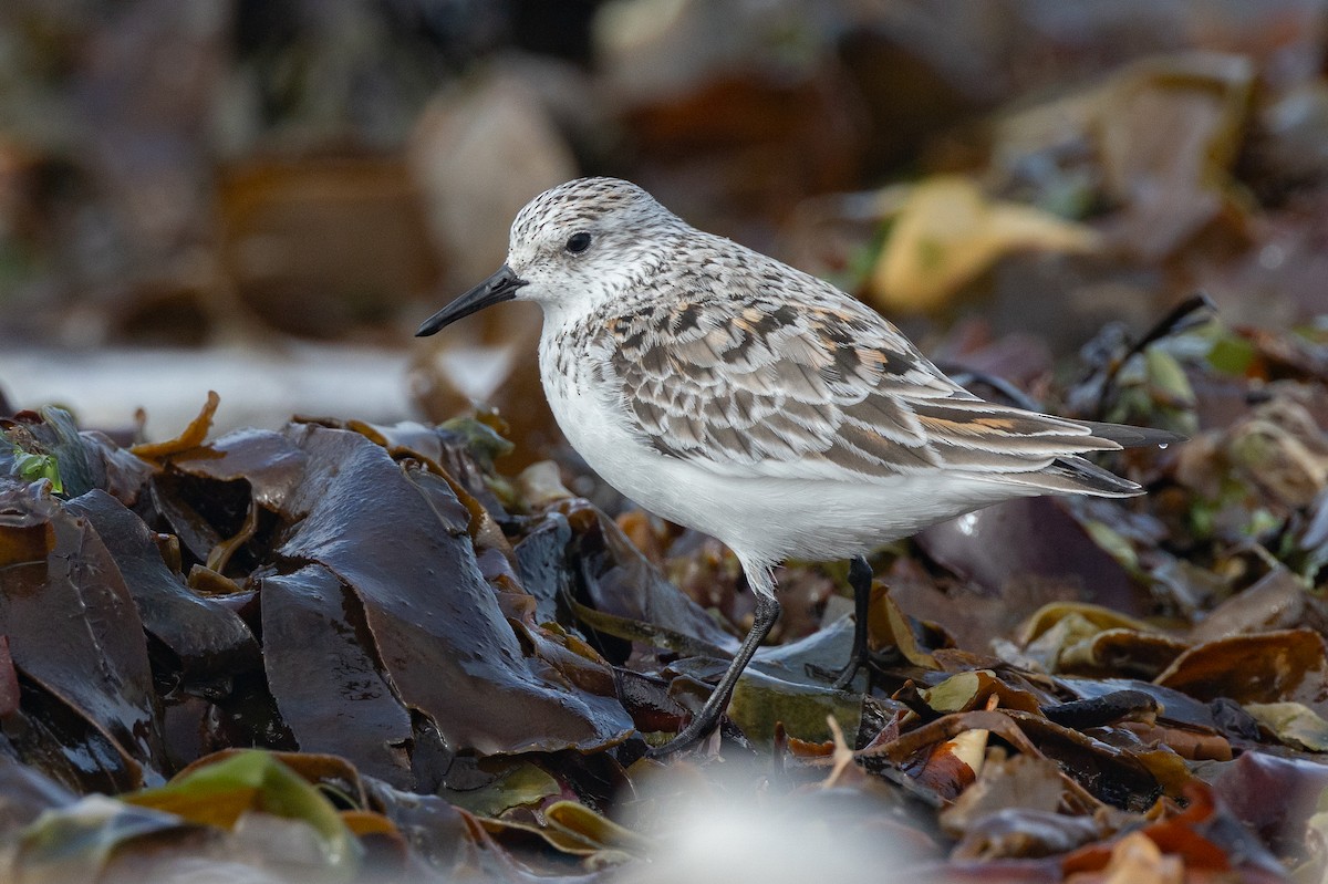 Bécasseau sanderling - ML618077065