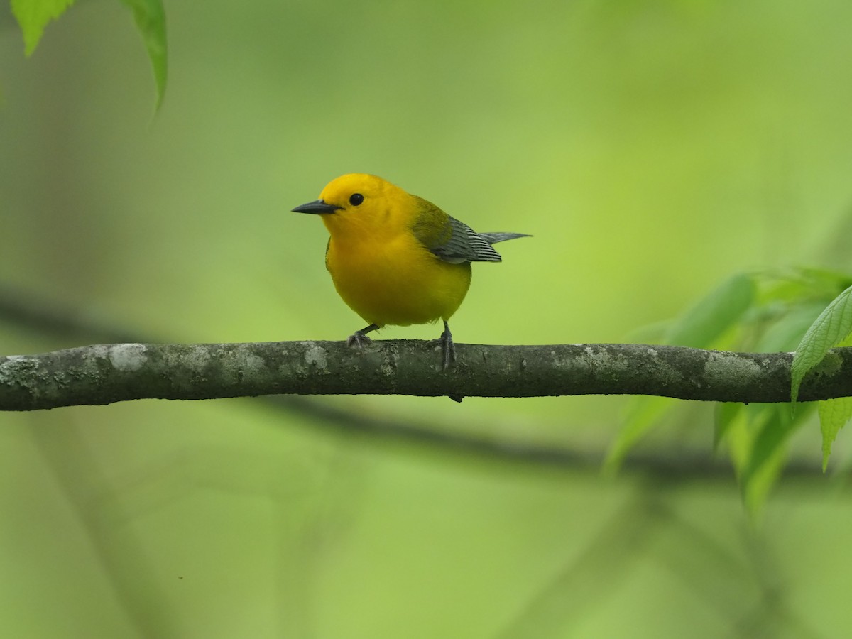 Prothonotary Warbler - David Ayer