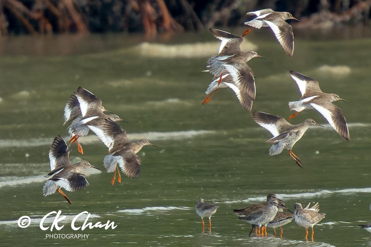 Common Redshank - Chee Keong  Chan