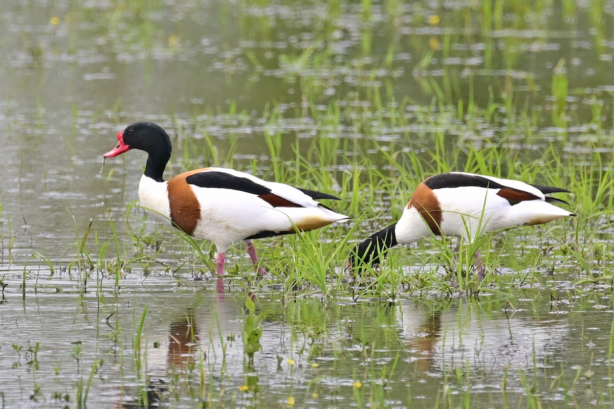 Common Shelduck - ML618077097