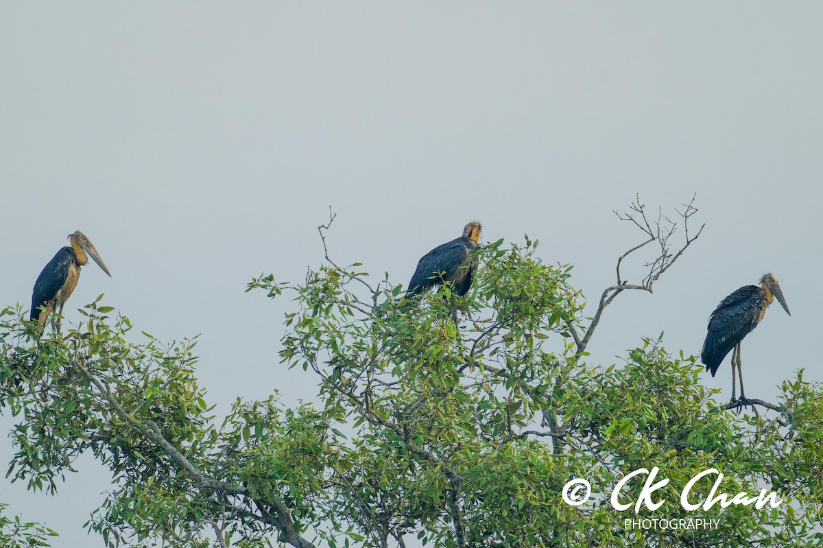 Lesser Adjutant - ML618077120