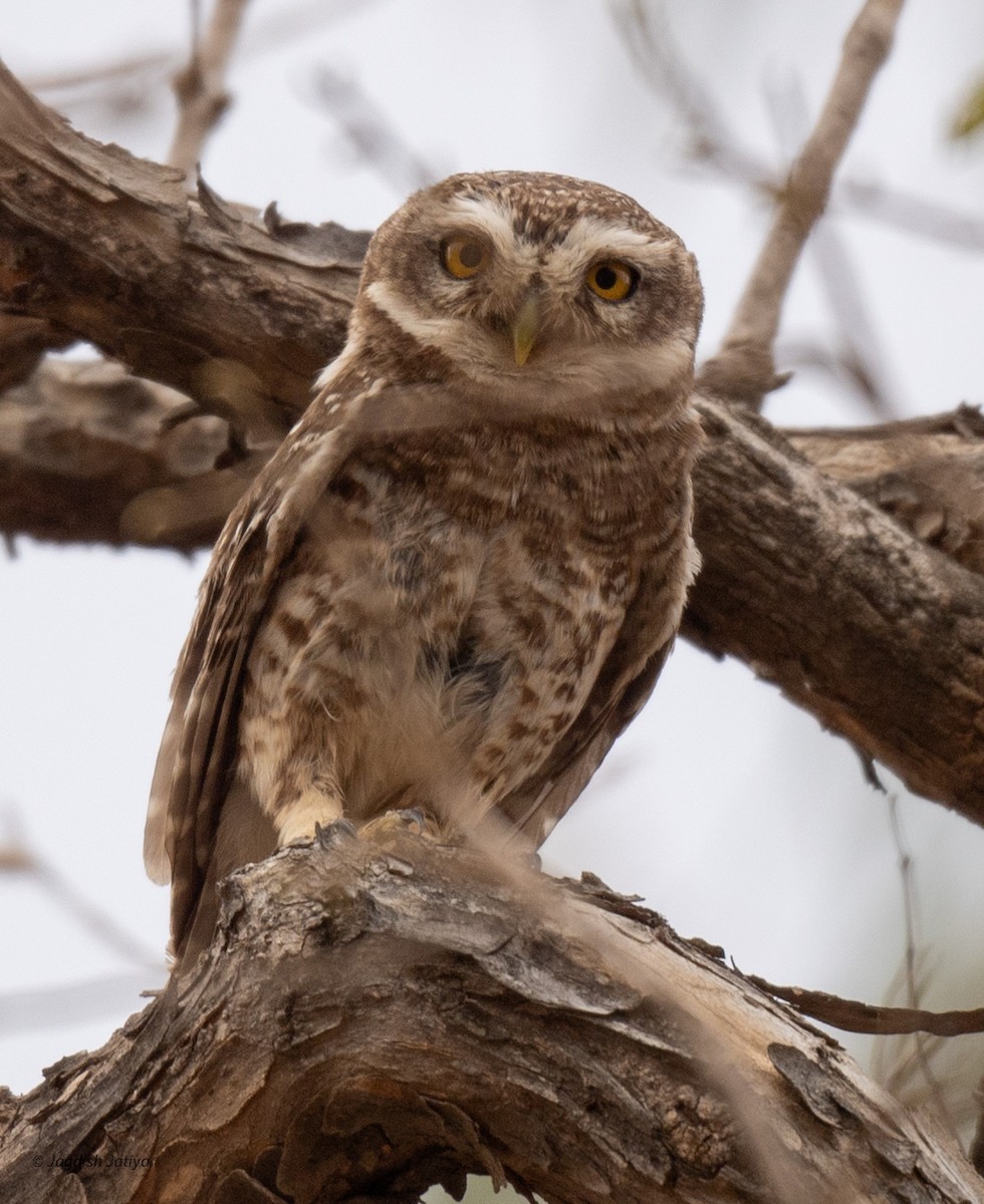 Spotted Owlet - Jagdish Jatiya