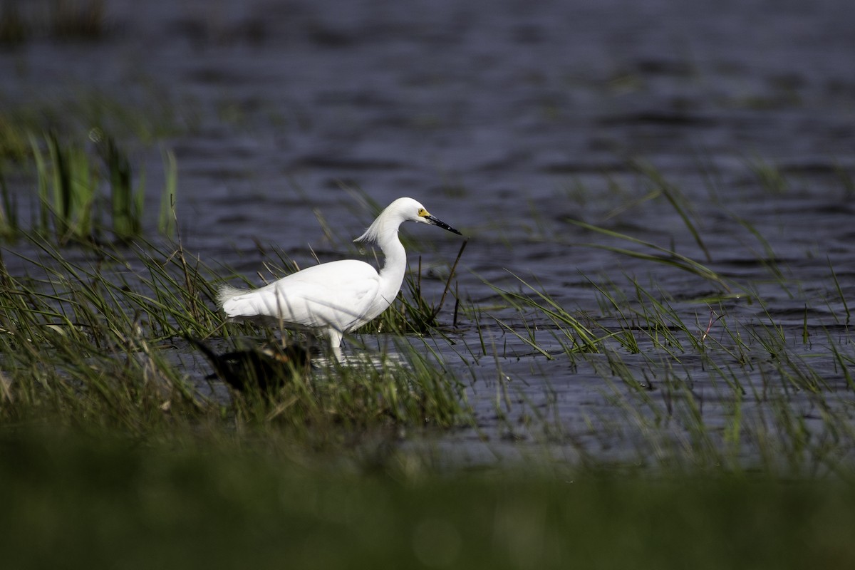 Snowy Egret - ML618077158