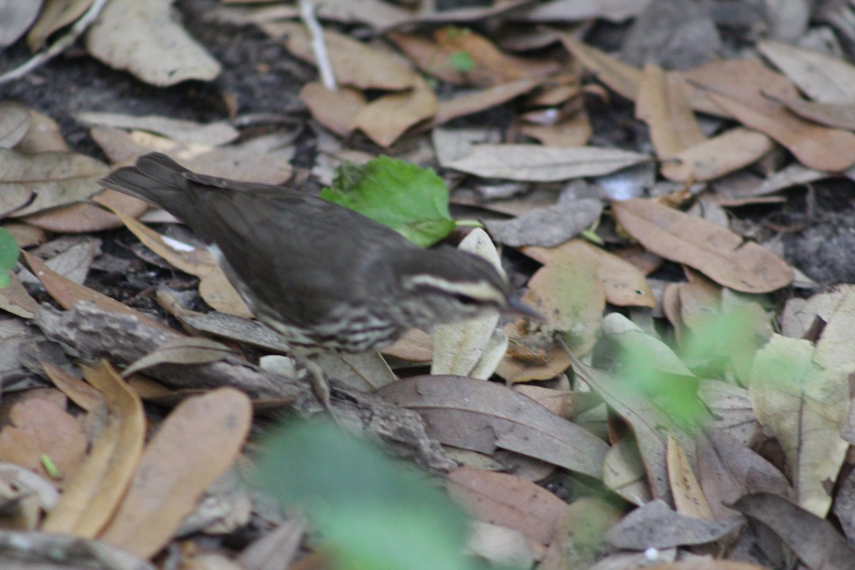 Northern Waterthrush - Roger Kinnison