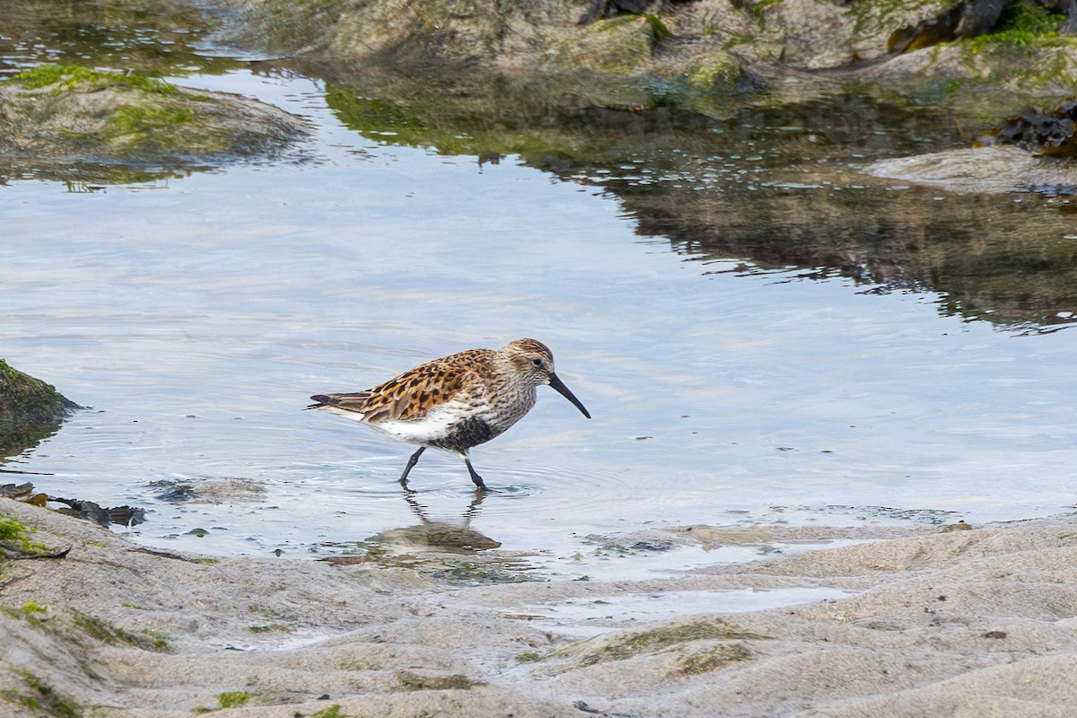 Bécasseau variable - ML618077196