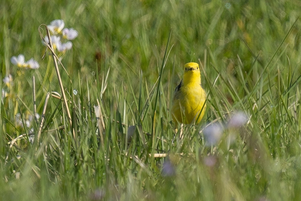 Citrine Wagtail - ML618077221