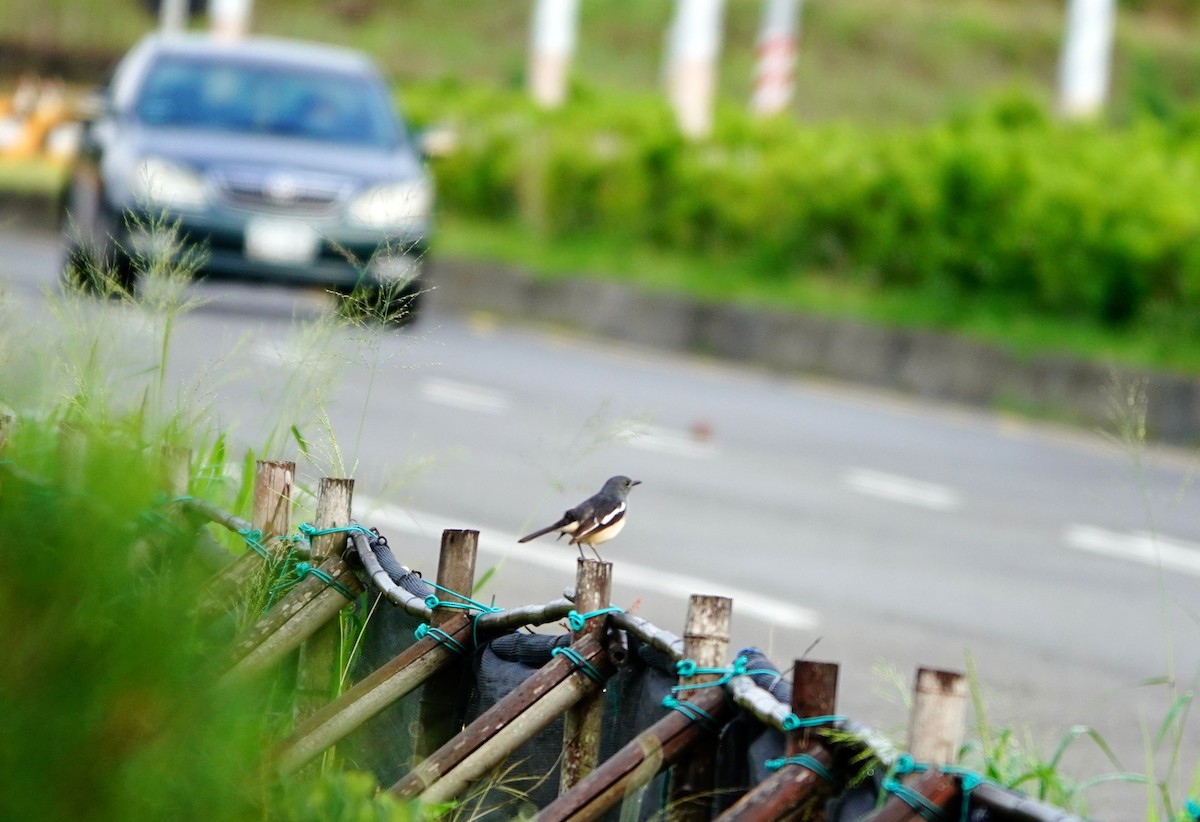 Oriental Magpie-Robin (Oriental) - ML618077227