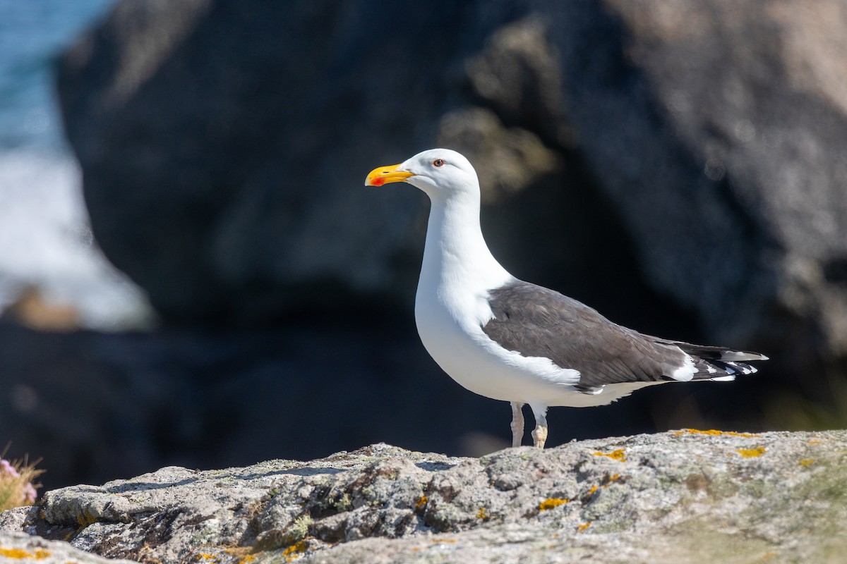 Great Black-backed Gull - ML618077244