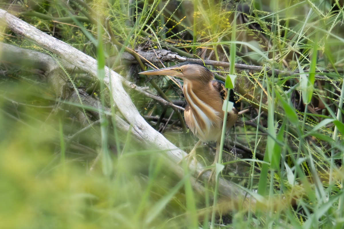 Little Bittern - Uriel Levy