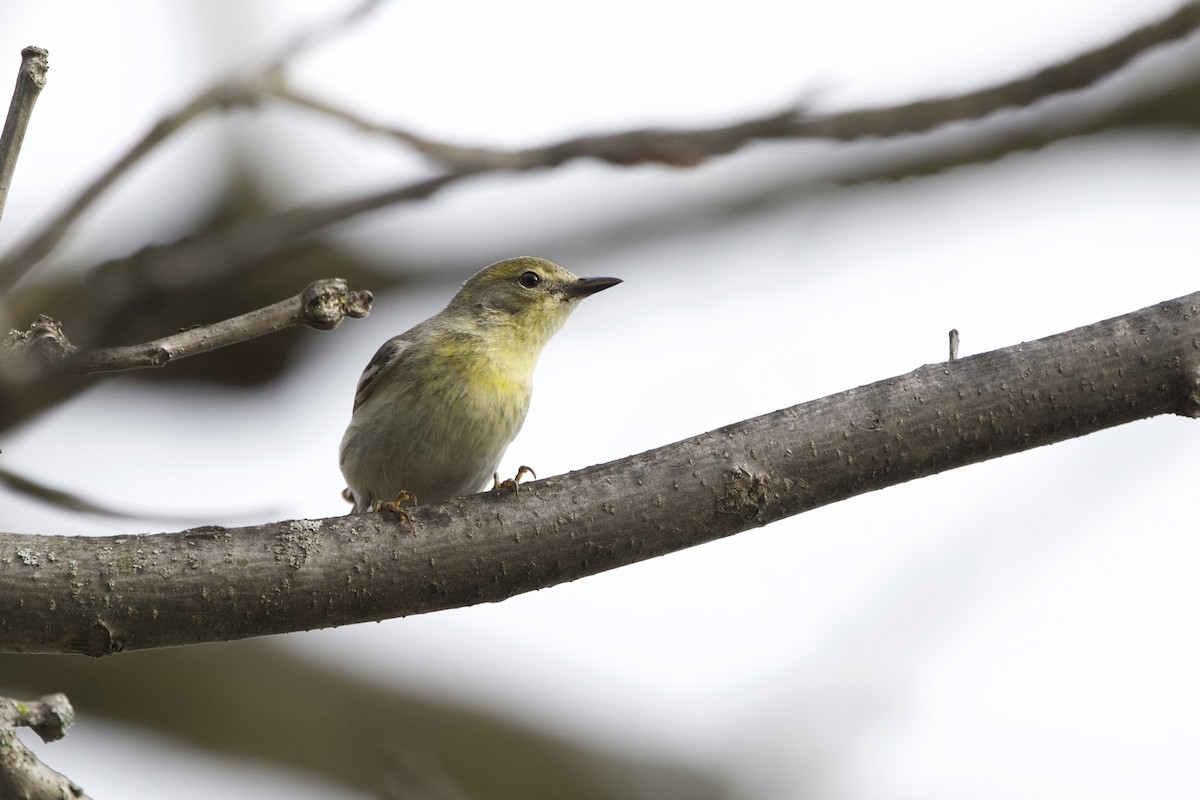 Pine Warbler - Ian Jarvie